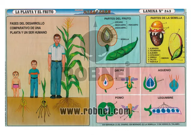 La Planta Y El Fruto